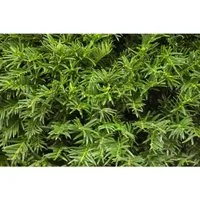 Taxus baccata 'Osterberg' – Europäische Eibe 25-30 cm - Immergrünes Nadelgehölz mit edlem Wuchs und tiefgrünem Laub. Ideal für Hecken, Formgehölze oder Kübel. Robust und pflegeleicht, passt in jeden Garten.