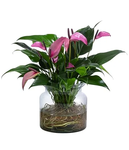 Dehner Waterplant Flamingoblume - Hydroponische Anthurium Zizou im Glas - Stilvolle Zimmerpflanze in lila, pflegeleicht und ideal für Allergiker. Perfekt für moderne Wohnräume, da keine Erde benötigt wird.