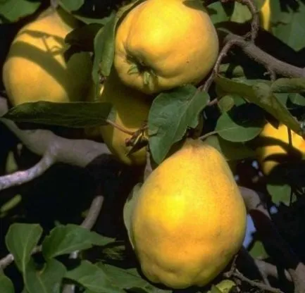Portugiesische Birnenquitte Buschbaum, 120-140cm im Topf - Obstsamen & -pflanzen, kleinbleibender Buschbaum mit großen, aromatischen Früchten für schmackhafte Gelees und Liköre, ideal für sonnige bis halbschattige Standorte.