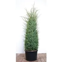 Säulenwacholder Juniperus communis Excelsa, 1 St.