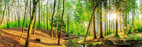 Reinders! Wandbild Sonniger Wald in grün von Sonstige