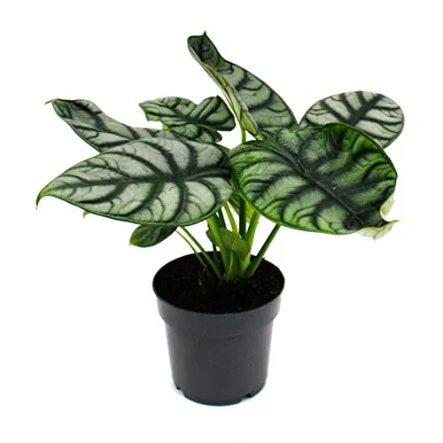 Alocasia baginda Silver Dragon - Tropenwurz im 12cm Topf - Die Alocasia baginda Silver Dragon begeistert mit schuppenartigen, silbernen Blättern. Ideal für Pflanzenliebhaber, die das Besondere suchen. Topfgröße: 12cm, Gesamthöhe: ca. 25-30cm.