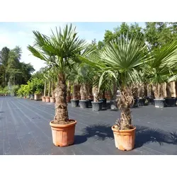 Stück im Palmenset Trachycarpus fortunei - Bäume, Sträucher & Hecken - 2 winterharte Hanfpalmen mit dicken Stämmen, ideal für Gärten bis -18°C, erstklassige Qualität und volle Durchwurzelung