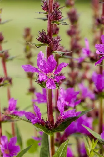 Pflanzen für Dich Staude Lythrum salicaria, 1 St., Blutweiderich, Gewöhnlicher Blutweiderich