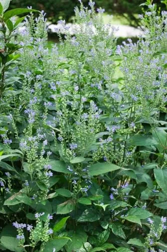 Scutellaria incana 9x9 cm Topf – Winterhart, Mehrjährig, Pflegeleicht – Blauhelm – Staude für Beet & Rabatte