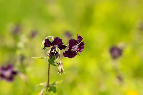 Geranium phaeum, Schatten-Storchschnabel, violett, 9x9 cm Topf - Elegante Gartenstaude für halbschattige Bereiche mit tief purpurfarbenen Blüten. Pflegeleicht und robust, ideal für Gruppenpflanzungen oder als Solitär. Verleiht Beeten Struktur und Attraktivität das ganze Jahr über.