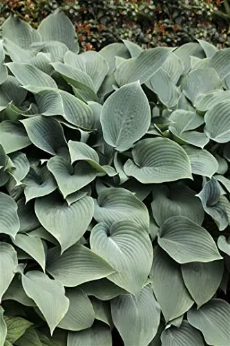 Hosta sieboldiana 'Elegans' 13 cm Topf – Winterhart, Mehrjährig, Pflegeleicht – Blaublatt-Funkie – Blattschmuckstaude für Schattenbeet & Kübel