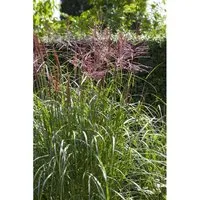 Miscanthus Sinensis Nippon Chinaschilf – Kompaktes Ziergras im 3-5 Liter Container - Elegantes Ziergras für moderne Beete und Rabatten. Das kompakte Chinaschilf überzeugt mit schlankem Wuchs, lebendigem Laub und beeindruckenden Blütenrispen im Herbst. Pflegeleicht und ideal für kleinere Gärten oder als Solitär.