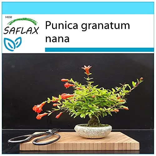 SAFLAX - Geschenk Set - Bonsai - Zwerg-Granatapfel - 50 Samen - Mit Geschenk- / Versandbox, Versandaufkleber, Geschenkkarte und Anzuchtsubstrat - Punica granatum nana