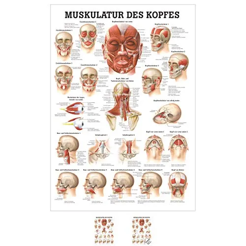 Sport-Tec Muskulatur des Kopfes Mini-Poster Anatomie 34x24 cm medizinische Lehrmittel