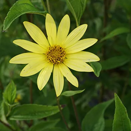 Blumixx Stauden Helianthus microcephalus 'Lemon Queen' - Kleinköpfige Sonnenblume hellgelb