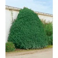 Prunus lusitanica 'Myrtifolia' – Portugiesischer Kirschlorbeer 40-60 cm - Immergrüner Zierstrauch mit glänzenden Blättern und dekorativen Blütenrispen. Ideal für Sichtschutzhecken und als Solitär im Garten oder Kübel. Robust und pflegeleicht in sonniger bis halbschattiger Lage.
