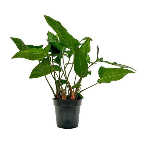 Aquaone Wasserpflanze Mutterpflanze Aquariumpflanze Anubias hastifolia Nr.301H XL