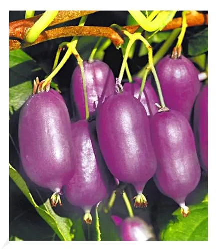 Produktbild BALDUR Garten Kiwi Ken's Red® (inkl. Befruchter) 2 Pflanzen Actinidia arguta Kiwipflanze winterhart, mehrjährig, Actinidia arguta, reiche Ernte an essbaren Früchten, Obst-Rarität