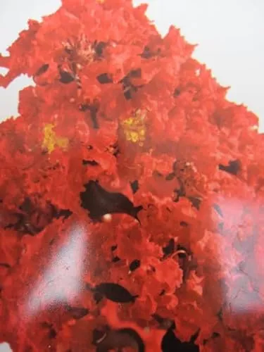 Chinesische Kräuselmyrte Black Diamond ® Best Red in rot von Baumschule