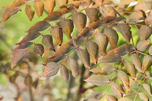 Aralia Elata Japanischer Angelikabaum 80–100 cm - Hausbäume, beeindruckt mit großen gefiederten Blättern und winterhart, ideal als Solitärpflanze oder in Kübeln.