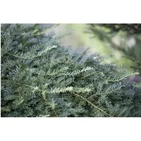 Taxus Baccata Dovastoniana Eibe 30–40 cm – Immergrün und pflegeleicht - Die Eibe ‘Dovastoniana’ ist ein elegantes, immergrünes Nadelgehölz, das durch ihre hängenden Zweige und roten Scheinbeeren besticht. Ideal als Solitär oder in Gruppen, sorgt sie für Struktur im Garten.