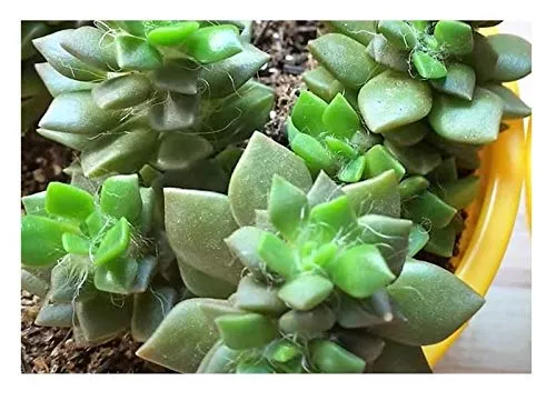 Stk - 10x Anacampseros arachnoides Sukkulent Garten Pflanzen - Samen B660 - Seeds & Plants Shop by Ipsa