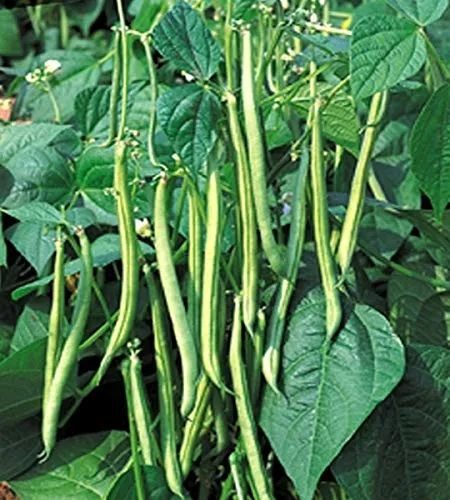 Buschbohnen Maxi Gluckentyp 100 g Züchtersaat Samen