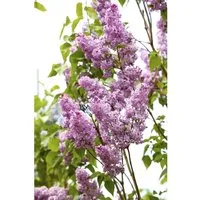 Syringa Chinensis Chinesischer Flieder 60-100 cm - Der Chinesische Flieder ist ein duftender Blütenstrauch, der Ihren Garten von Mai bis Juni mit eleganten, purpurfarbenen Blüten verzaubert. Ideal für Hecken oder als Solitär, liebt er sonnige Standorte und ist pflegeleicht.