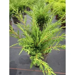 Juniperus chinensis Blaauw
