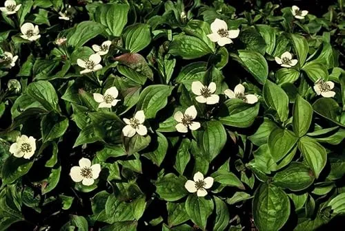 Cornus canadensis – Kanadische Teppich-Hartriegel – 24 Pflanzen – Bodendecker mit weißen Blüten – Ø9cm – 10–25cm – Für Schatten & Halbschatten – Winterhart
