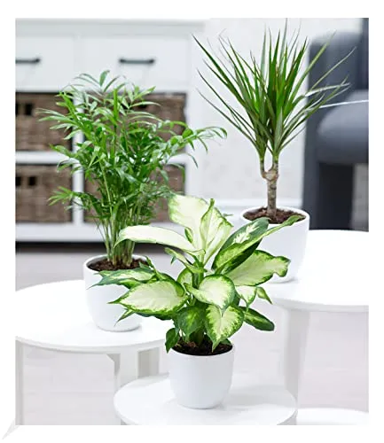 BALDUR Garten | 3er-Mix Luftreinigende Zimmerpflanzen 'Classic' | Bergpalme, Chamaedorea, Dracena je 1 Pflanze, Grünpflanzen, mehrjährig - frostfrei halten
