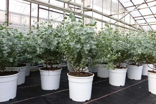 Eucalyptus Gunnii Busch Kugel Eukalyptusbaum (2 Stück) - Winterharte Eucalyptus-Pflanzen, ideal für Garten oder Terrasse. Erhalten Sie 2 hochwertige Pflanzen in einer Höhe von 45-55 cm für eine grüne Oase.