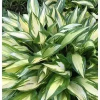 Produktbild Funkie Cherry Berry - Hosta Hybrid