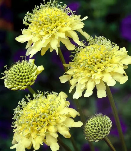 Produktbild BALDUR Garten Staude Winterharte gelbe Scabiose, 2 St., Bienenfreundlich, duftend, bienenfreundlich