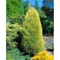 Chamaecyparis,awsoniana 'Erecta Aurea' 20-30 cm