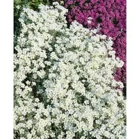 Cerastium Tomentosum Silberteppich Hornkraut Silbrig Ca. 9x9 cm Topf