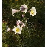 Königslilie - Lilium regale