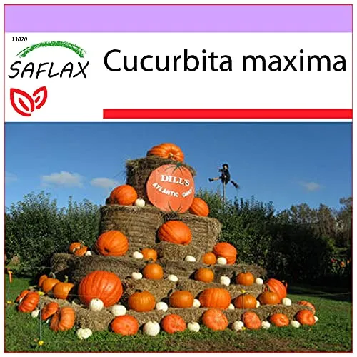 SAFLAX - Kürbis - Atlantic Giant - 7 Samen - Cucurbita maxima