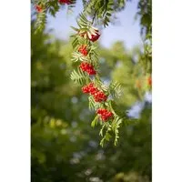 Sorbus Aucuparia Vogelbeere 175–200 cm – Attraktives Ziergehölz - Die Eberesche überzeugt als eleganter Zierbaum mit duftenden Blüten und leuchtenden Früchten. Ideal für Garten und Terrasse, robust und pflegeleicht, bringt sie Farbe und Struktur in jedes Konzept.