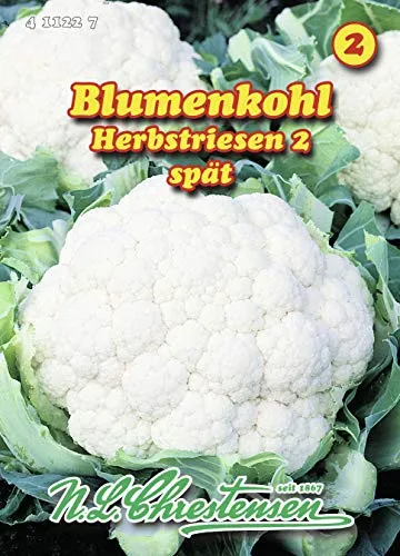 Blumenkohl Herbstriesen 2 (Portion)