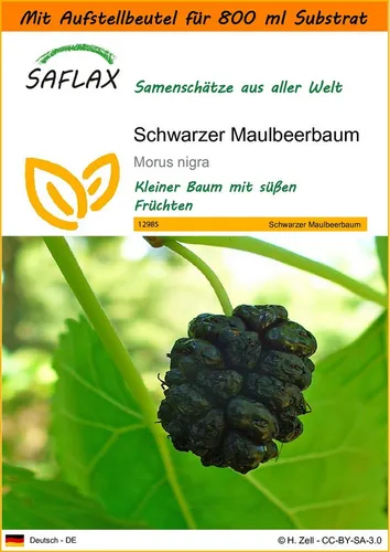 SAFLAX Blumensamen SAFLAX