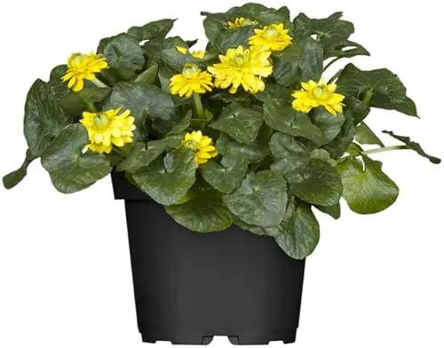 Produktbild Ranunculus ficaria