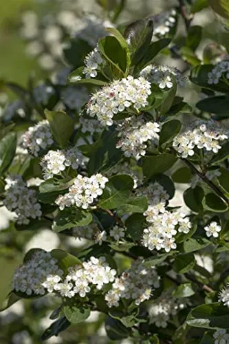 Aronia prunifolia 'Viking' – Winterharte Apfelbeere für Garten & Sichtschutz