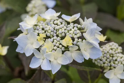 Hydrangea serrata 'Blue Deckle' - Japanische Berghortensie mit blauen Blüten - Blumen & Pflanzen - Zarte blaue Blüten, die Schmetterlinge und Bienen anziehen. Pflegeleicht und ideal für halbschattige Standorte, perfekt für Gartenanfänger.