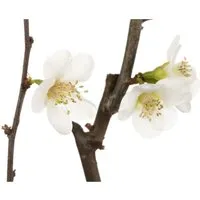 Chaenomeles X Superba Zierquitte Jet Trail 40-60 cm