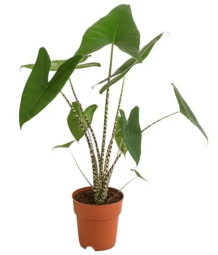 Dehner Pfeilblatt Alocasia zebrina - Gestreifte Stängel - Zimmerpflanze mit großen herzförmigen Blättern und einzigartigen gestreiften Stängeln, ideal für warme, halbschattige Plätze und mit hohem Wasserbedarf.