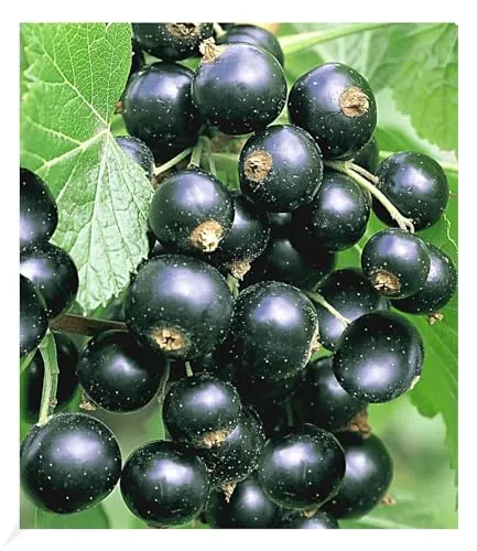 BALDUR Garten Johannisbeeren 'Schwarze Titania', 1 Strauch, Ribes nigrum Johannisbeerstrauch Beerenobst winterhart, pflegeleicht, selbstfruchtend, reiche Ernte an essbaren Früchten
