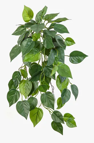 artplants Deko Philodendron Scandens Hänger KADRINA, 70cm - Künstliche Philodendron-Pflanze für stilvolle Dekoration. Ideal für Innenräume, pflegeleicht und langlebig. Verleihen Sie Ihrem Raum einen frischen Akzent!