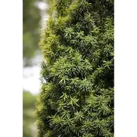 Konifere Taxus media Stricta Viridis, Eibe, immergrün - Ziergehölz mit schmal-säulenförmigem Wuchs und glänzend dunkelgrünen Nadeln, ideal für schmale Gartenräume und als Solitärpflanze. Winterhart und pflegeleicht, perfekter Strukturgeber für jeden Garten.