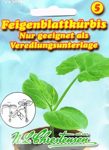Feigenblattkürbis Saatgut zur Veredlung