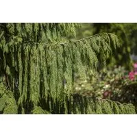 Pflanzen für Dich Nootka-Scheinzypresse Chamaecyparis nootk. Pendula - Ziergehölz mit hängendem Wuchs und immergrünem, schuppenartigem Laub. Ideal für elegante Gartenarchitektur und als stilvoller Sichtschutz.