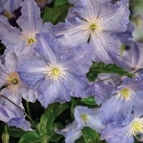 Clematis Blauer Engel großblütig 2L Pflanze für Anfänger und professionelle Gärtner