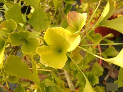 Ginkgo biloba Tubifolia
