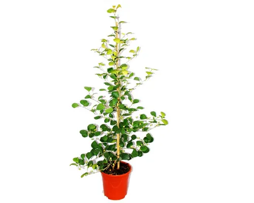 Exotenherz Zimmerpflanze Mispelfeige - Ficus deltoidea - 17cm Topf - ca. 80cm hoch